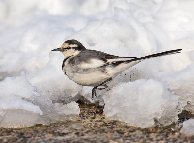 Black-backed Wagtail 