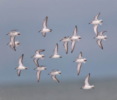 Sanderlings