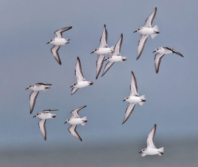 Sanderlings 