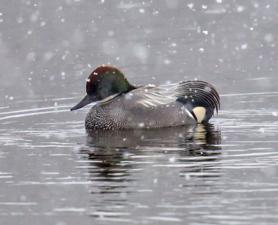 Falcated Teal 