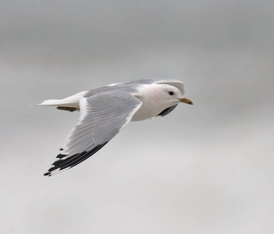 Common Gull 