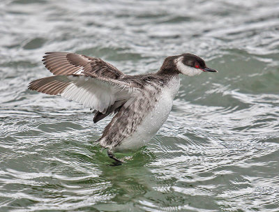 Slavonian Grebe (winter plumage)