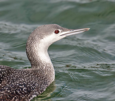 Red-throated Diver (winter plumage)