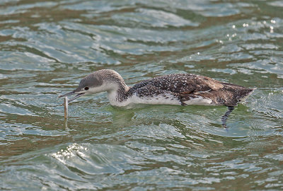 Red-throated Diver (winter plumage)