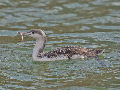 Red-throated Diver (winter plumage)