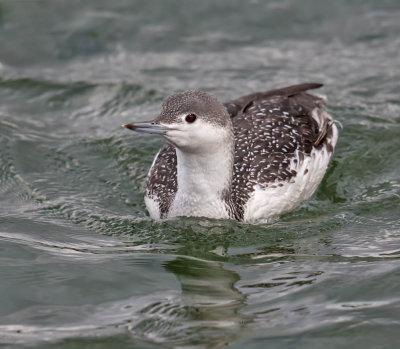 Red-throated Diver (winter plumage)