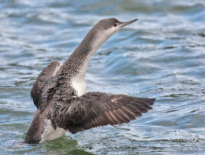 Red-throated Diver (winter plumage)