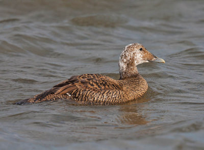Eider (duck with abnormal head colouring)