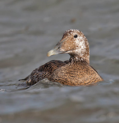Eider (duck with abnormal head colouring)