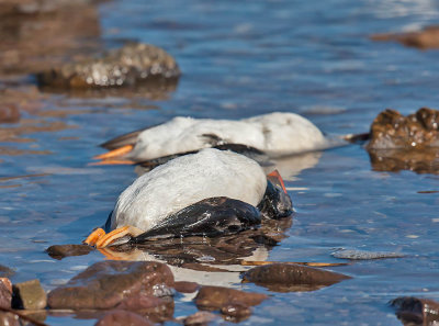 Puffin (washed in by the tide today)