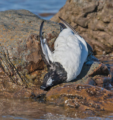 Razorbill 