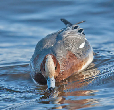 Wigeon (drake)