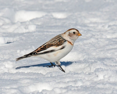 Snow Bunting 