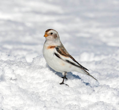 Snow Bunting 