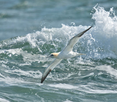 Gannet 