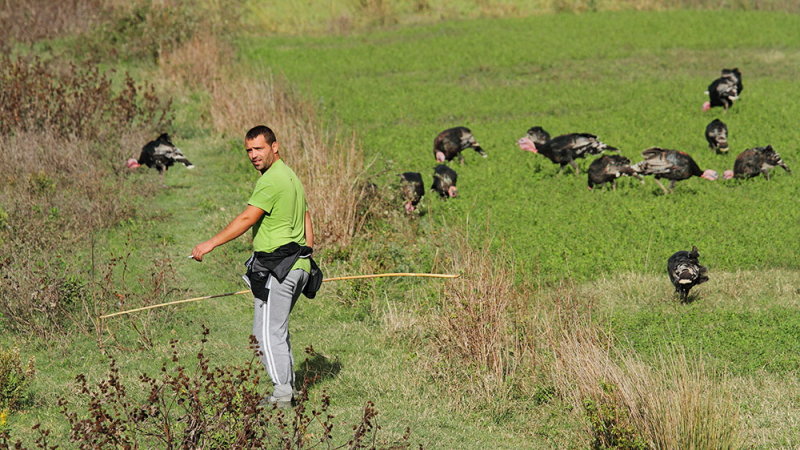 Turkeys herdsman pastir puranov_MG_4993-111.jpg