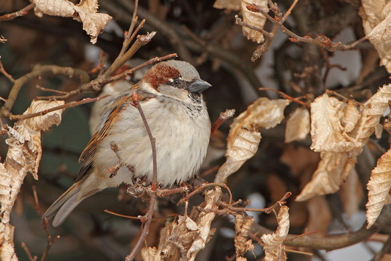 House sparrow Passer domesticus domači vrabec_MG_2778-111.jpg