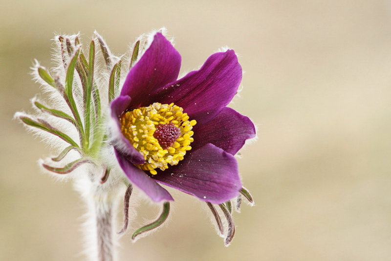 Mountain Pasque Flower Pulsatilla montana gorski kosmatinec_MG_4621-111.jpg