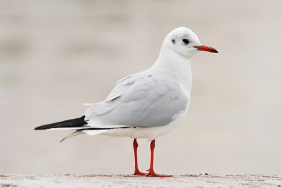 Black-headed gull Chroicocephalus ridibundus rečni galeb_MG_1950-111.jpg