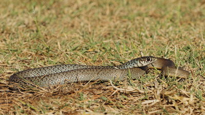 Balkan whip snake Hierophis gemonensis belica_MG_1066-111.jpg