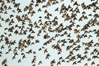 Flock of starlings jata korcev_MG_4806-111.jpg