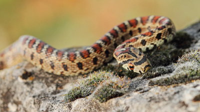 European ratsnake Zamenis situla leopardovka_MG_5514-111.jpg