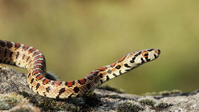 European ratsnake Zamenis situla leopardovka_MG_5515-111.jpg