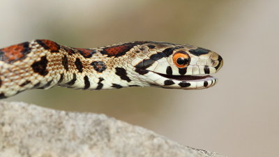 European ratsnake Zamenis situla leopardovka_MG_5548-111.jpg