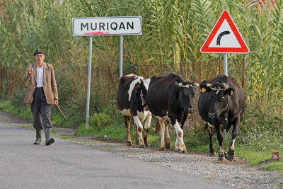 Herdsman pastir_MG_5187-11.jpg