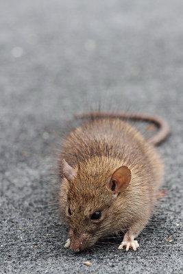 Brown rat Rattus norvegicus siva podgana_MG_5412-11.jpg