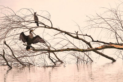 Cormorants kormorana_MG_0154-111.jpg