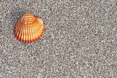 Shell koljka_MG_5278-111.jpg