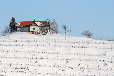 Winter in vineyard zima v vinogradu_MG_9619-11.jpg