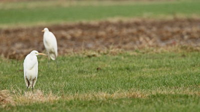 Great white egret Egretta alba velika bela čaplja_MG_95981-111.jpg