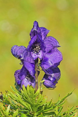 Monkshood Aconitum napellus repičasta preobjeda_MG_0095-11.jpg