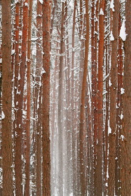 Winter in the forest zima v gozdu_MG_0716-11.jpg