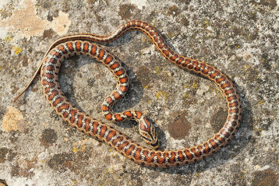 European ratsnake Zamenis situla leopardovka_MG_5513-111.jpg