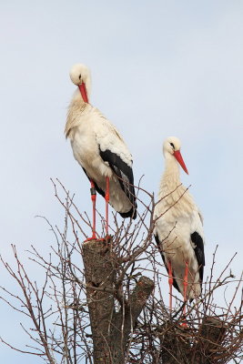 White stork Ciconia ciconia bela torklja_MG_0855-111.jpg