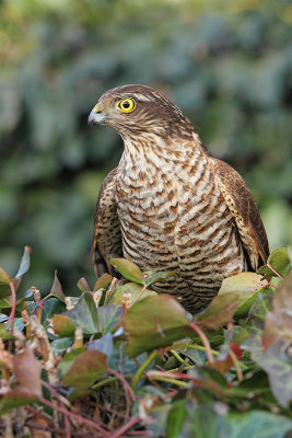 Eurasian sparrowhawk Accipiter nisus skobec_MG_1442-11.jpg