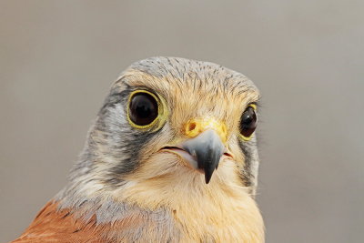 Common kestrel Falco tinnunculus navadna postovka_MG_0923-111.jpg