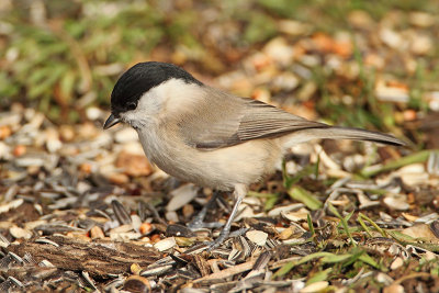 Marsh tit Poecile palustris močvirska sinica_MG_1028-11.jpg