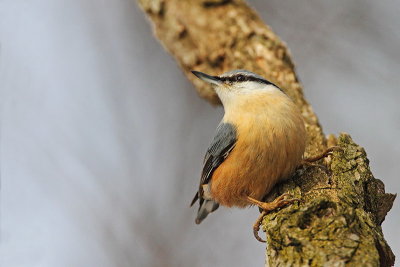 Eurasian nuthatch  Sitta europaea brglez_MG_1266-11.jpg