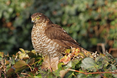 Eurasian sparrowhawk Accipiter nisus skobec_MG_1370-111.jpg