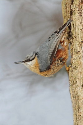 Eurasian nuthatch  Sitta europaea brglez_MG_1273-11.jpg