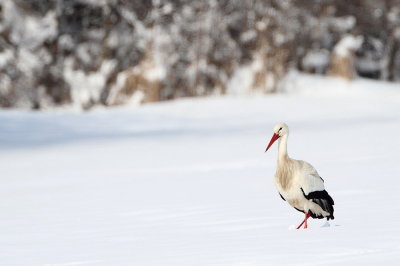 White stork in snow bela torklja v snegu_MG_2168-111.jpg