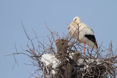 White stork on the nest bela torklja na gnezdu_MG_2184-111.jpg