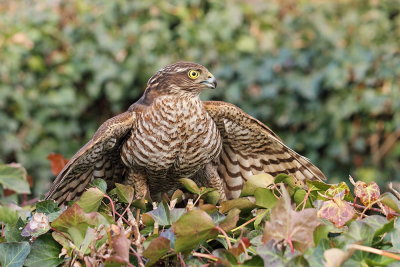 Eurasian sparrowhawk Accipiter nisus skobec_MG_1394-111.jpg