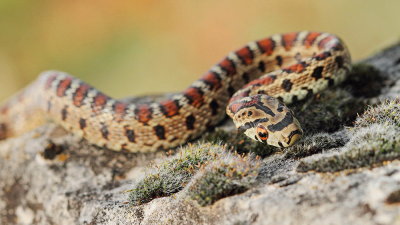 European ratsnake Zamenis situla leopardovka_MG_5514-111.jpg