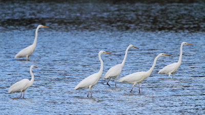 Great white egrets Egretta alba velike bele čaplje_MG_2685-111.jpg