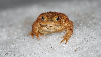 Common toad on snow krastača na snegu_MG_2737-111.jpg
